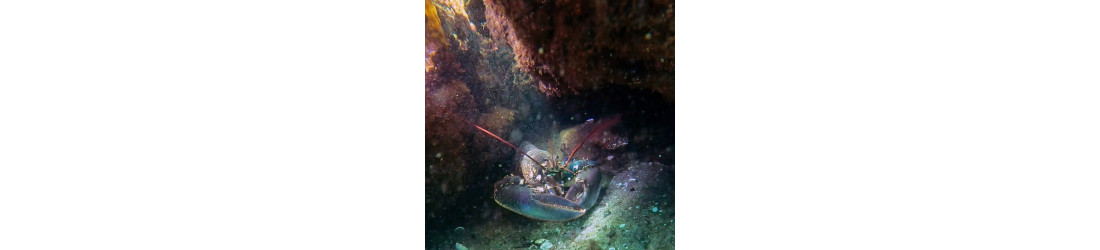 Snorkel y Deportes Acuáticos - Equipamiento Completo | Marlin Sub Norte