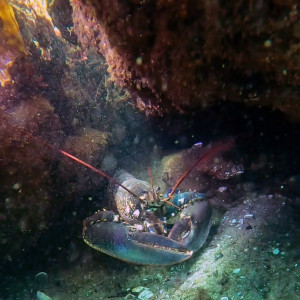 Snorkel